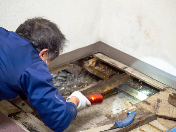 Best Mold Testing  in Grover, WY