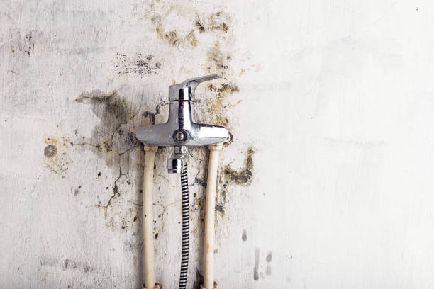 Best Professional Mold Removal  in Grover, WY