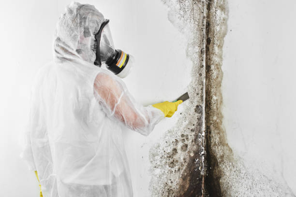 Best Affordable Mold Removal  in Grover, WY