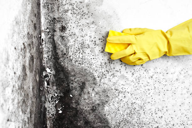Grover, WY Mold Removal Company