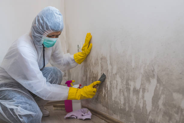Best Attic Mold Removal  in Grover, WY