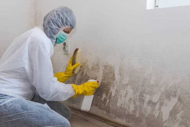 Best Home Mold Removal  in Grover, WY