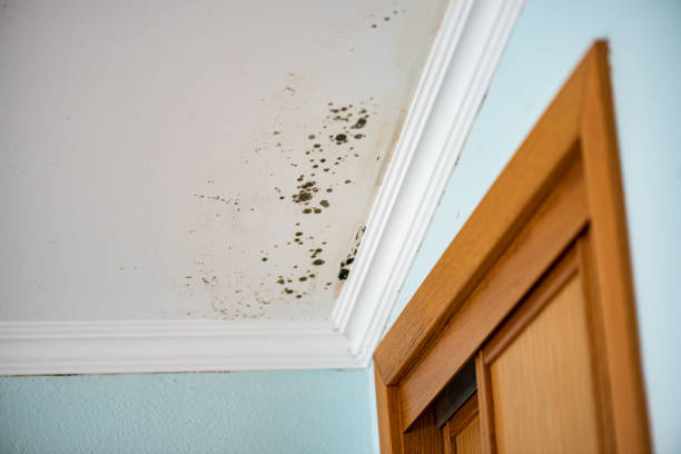 Best Black Mold Removal  in Grover, WY