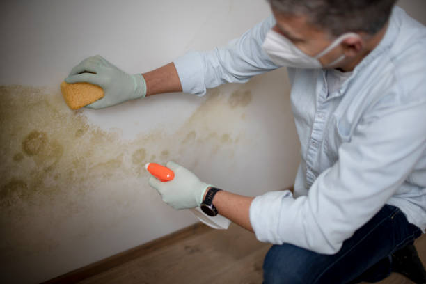 Best Best Mold Removal Companies  in Grover, WY