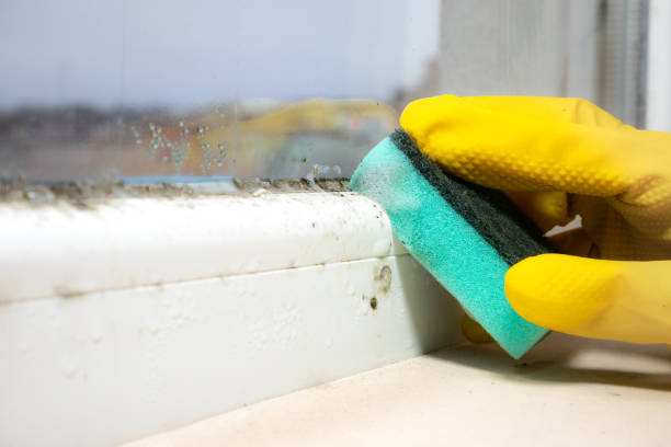 Best Same-Day Mold Removal  in Grover, WY