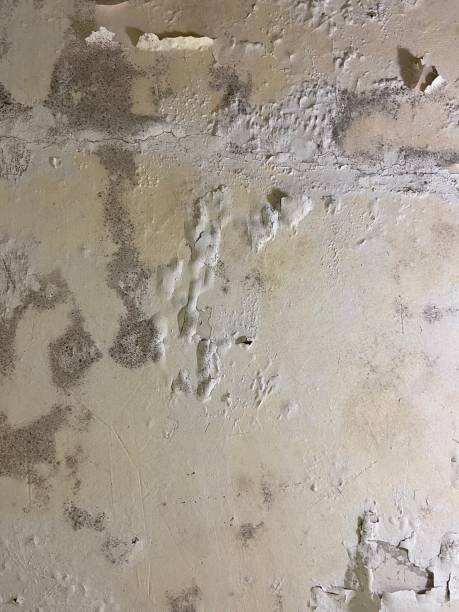 Best Emergency Mold Removal  in Grover, WY