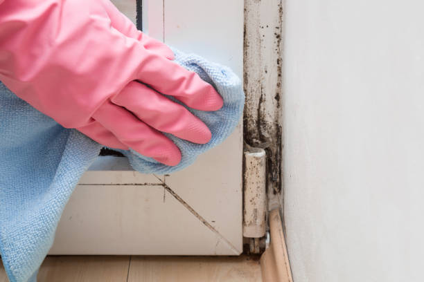 Best Mold Removal Near Me  in Grover, WY