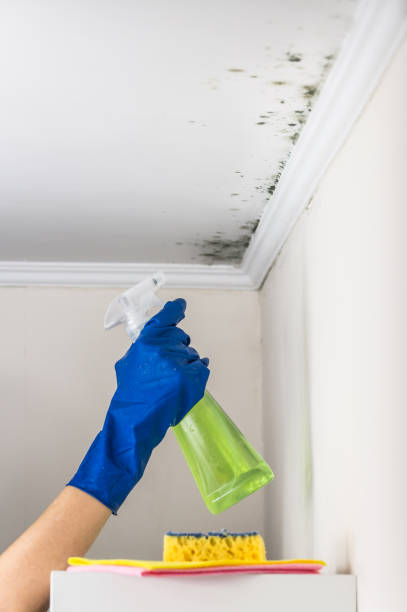 Best Attic Mold Removal  in Grover, WY