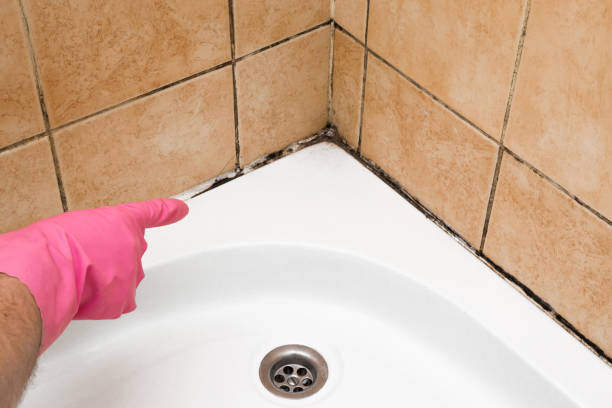 Best Local Mold Removal Service  in Grover, WY